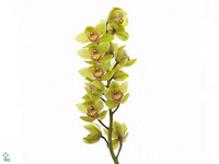 Cymbidium Melissa 60cm