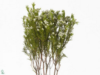Agathosma Ovata Witte Klip 50cm