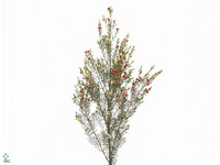 Chamelaucium My Sweet Sixteen 80cm 45gr.
