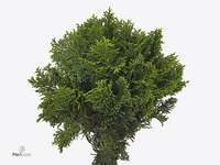 Chamaecyparis Obtusa Nana Gracilis Per Bunch 40cm
