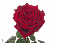 Rosa Red Naomi! 70cm