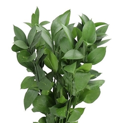 Ruscus Hypophyllum 80cm