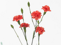 Dianthus Spray Romany 60cm
