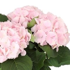 Hydrangea Verena 40cm 18-20cm Hd