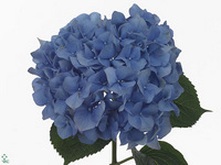 Hydrangea Pimpernel 80cm 16-18cm Hd