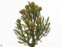 Brunia Fragarioides 60cm