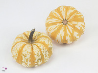 Cucurbita Pepo Lil Pump-ke-mon 12cm