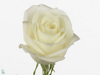 Rosa Tibet! 60cm