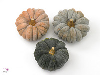 Cucurbita Moschata Hayato 15cm