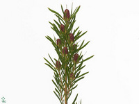 Leucadendron Ruby Globe 60cm