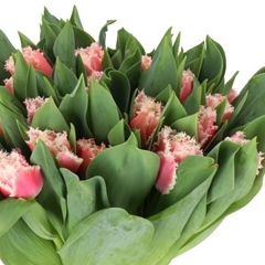 Tulip Frilled Queensland 30cm 35gr.