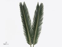 Cycas Revoluta 65cm
