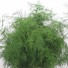 Asparagus Setaceus 45cm
