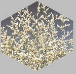 Limonium Misty White 60cm 75gr.