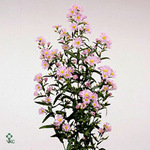 Aster Painted Lady 70cm 30gr.