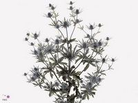 Eryngium Orion Questar 60cm