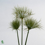 Cyperus Papyrus 75cm