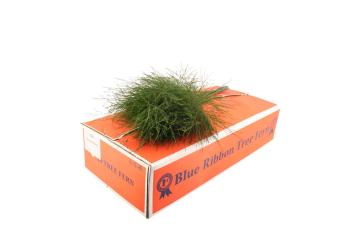 Asparagus Virgatus Treefern Per Bunch 55cm ORANGEpp