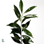 Cocculus Laurifolius Per Bunch 60cm