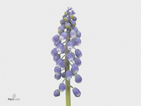 Muscari Armeniacum 26cm