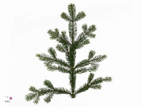 Abies Nordmann 5kg
