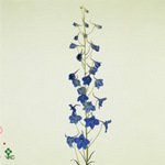 Delphinium Single Volkerfrieden 50cm