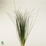Xerophyllum Tenax Beargrass Per Bunch 75cm