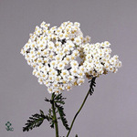 Achillea Millefolium White Beauty 55cm