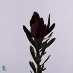 Leucadendron Safari Sunset 90cm
