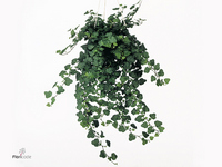 Hedera Helix Wonder 17Ø 30cm