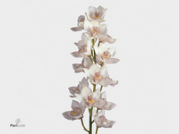 Cymbidium No. 60 80cm