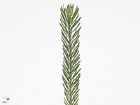 Leucadendron Galpinii 40cm