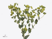 Bupleurum Rotundifolium 50cm