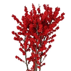 Ilex Verticillata 100cm