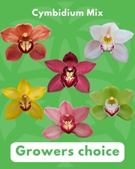 Cymbidium Mix 80cm