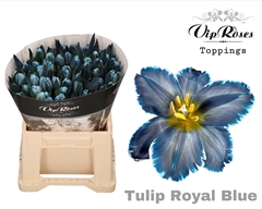 Tulip Single Painted Royal Blue An 40cm 35gr.